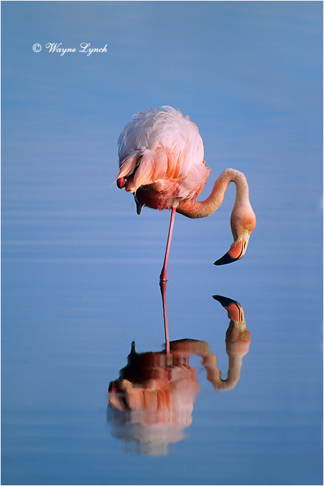 Greater Flamingo 107 by Dr. Wayne Lynch ©
