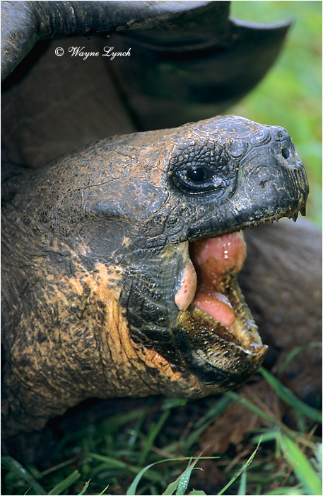 Galapagos Giant Tortoise 107 by Dr. Wayne Lynch ©