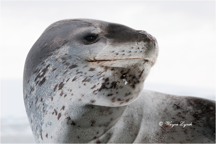 Leopard Seal 106 by Dr. Wayne Lynch ©