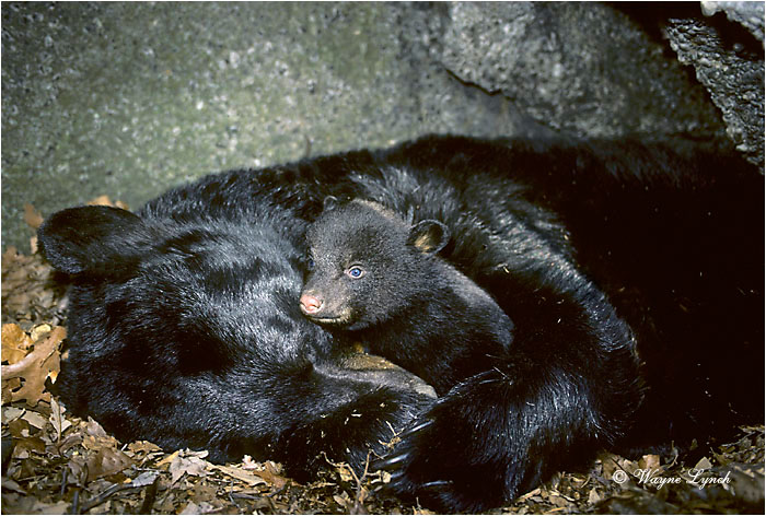 Black Bear 102 by Wayne Lynch ©