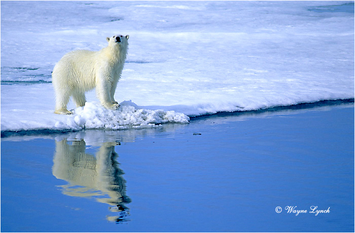 Polar Bear 108 by Wayne Lynch ©
