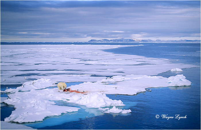 Polar Bear 106 by Wayne Lynch ©