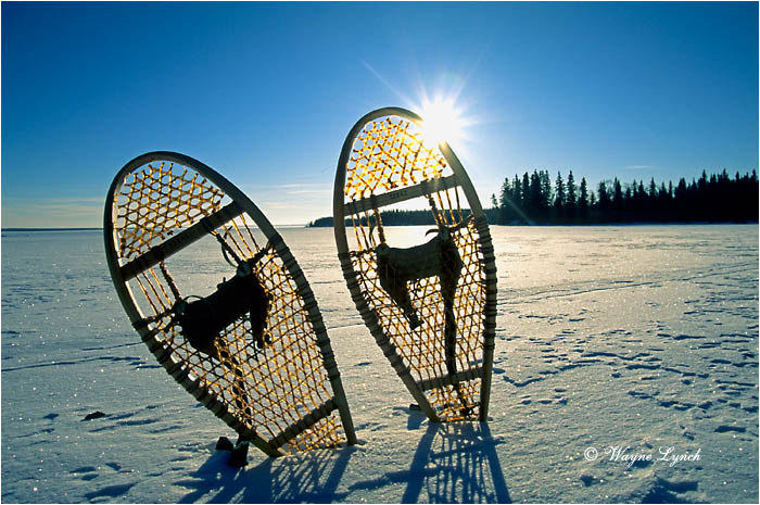 Snowshoes 102 by Wayne Lynch ©