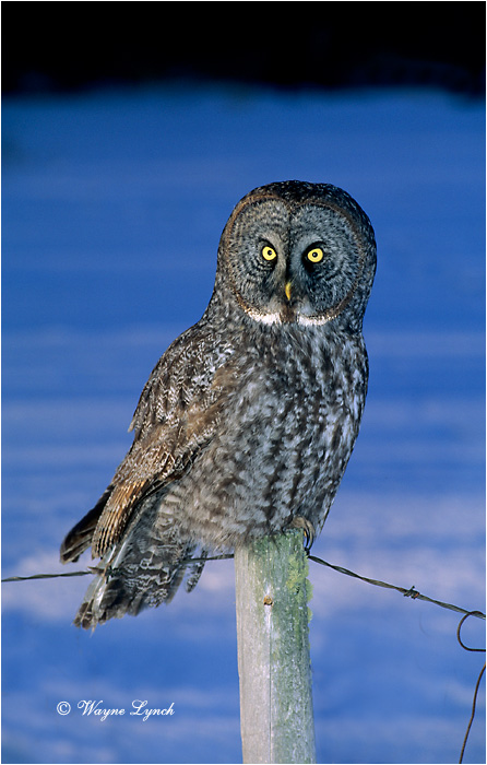 Great Gray Owl 103