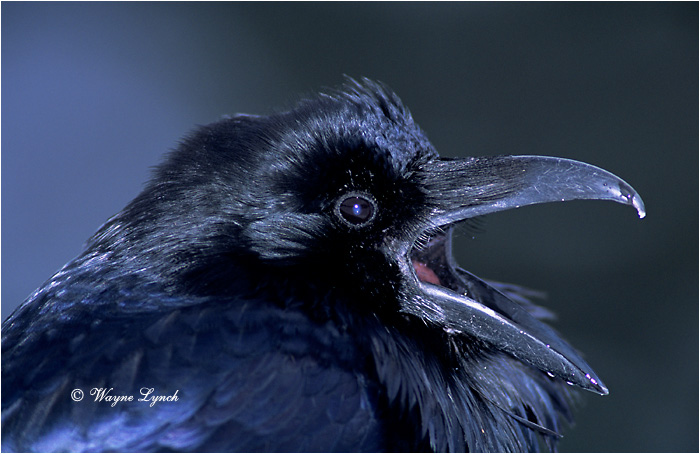 Common Raven 102 by Wayne Lynch ©