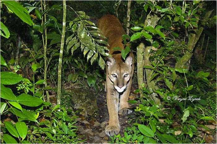 Central American Puma 104 by Dr. Wayne Lynch ©