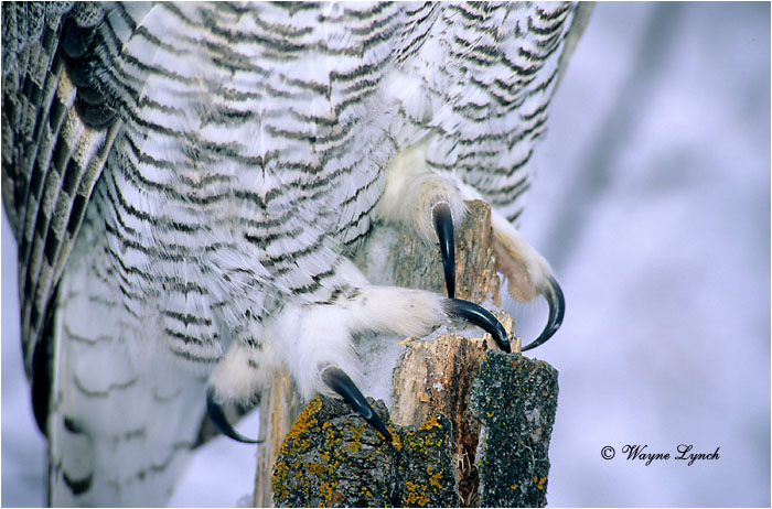 Great Horned Owl 112 by Wayne Lynch ©
