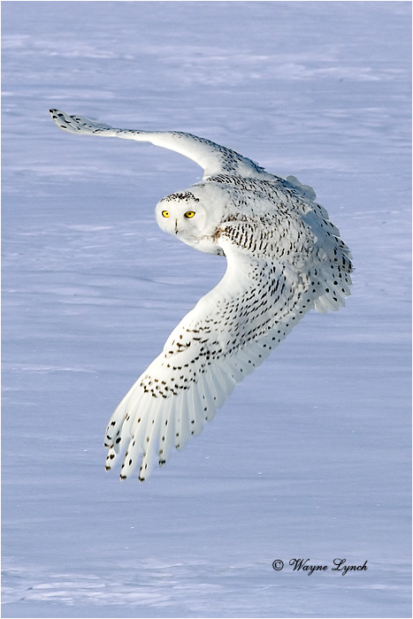 Snowy Owl 134 by Dr. Wayne Lynch ©