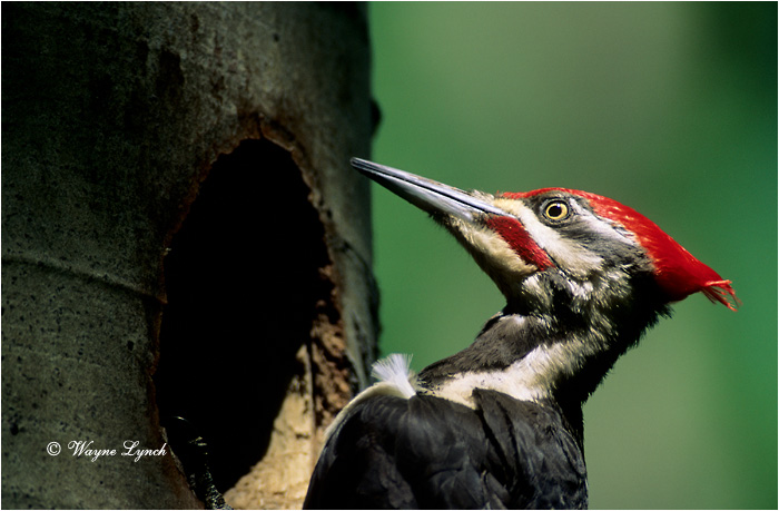 Pileated Woodpecker 101