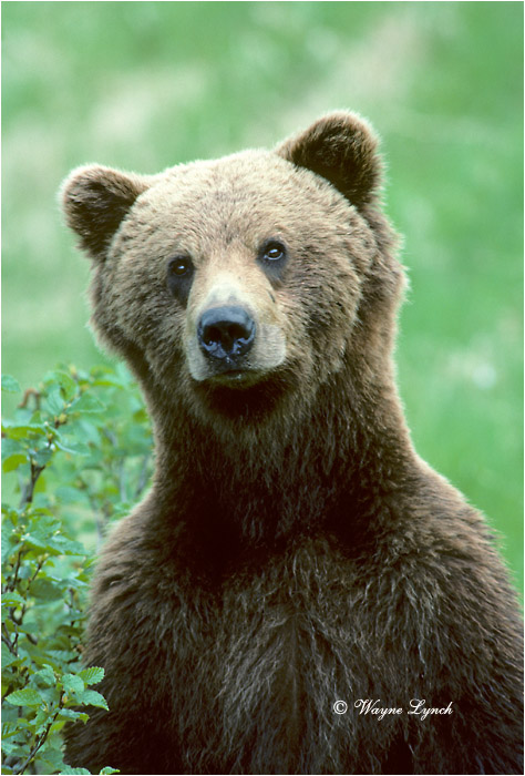 Grizzly Bear 122 by Wayne Lynch ©