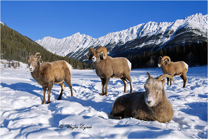 Bighorn Sheep Rams & Ewes 122 by Dr. Wayne Lynch ©