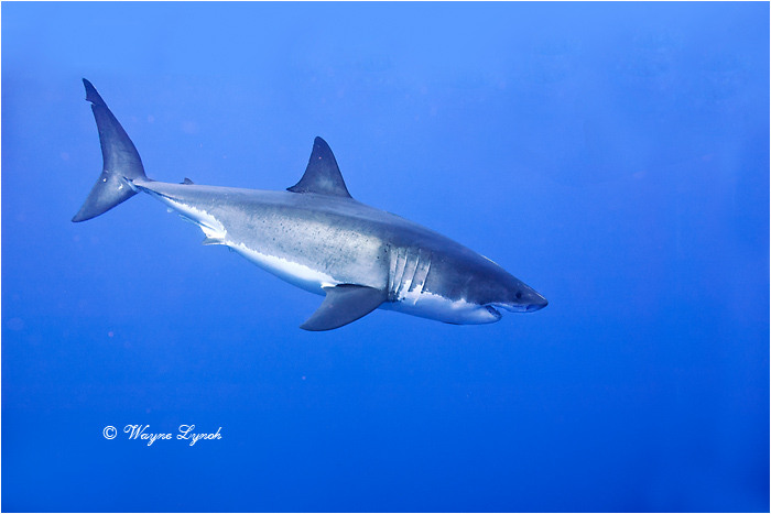 Great White Shark 110 by Dr. Wayne Lynch ©