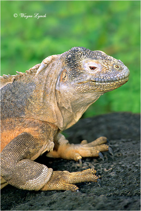 Santa Fe Land Iguana 101 by Dr. Wayne Lynch &copy;