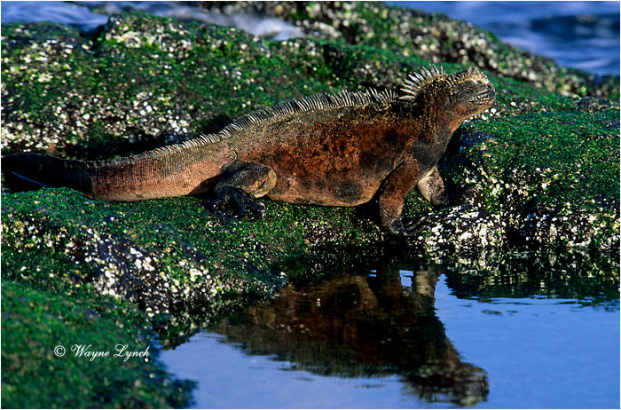 Marine Iguana 103 by Dr. Wayne Lynch &copy;