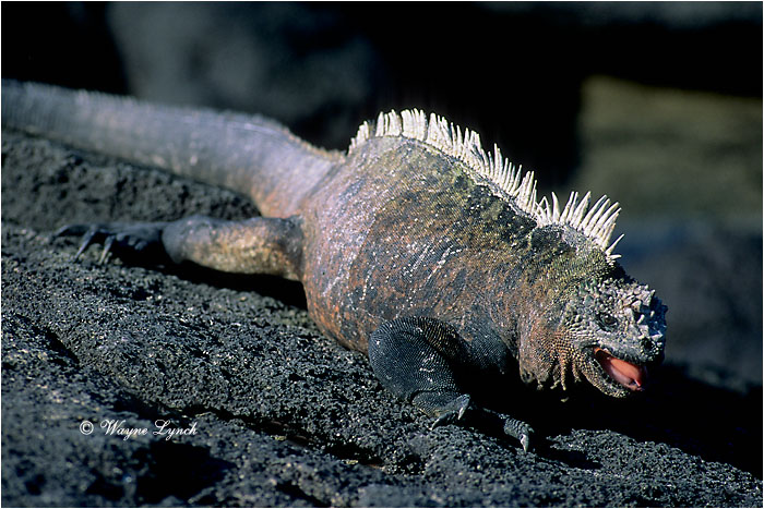 Marine Iguana 110 by Dr. Wayne Lynch &copy;