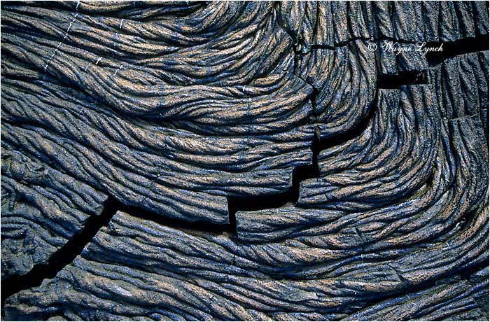 Pahoehoe Lava 101 by Dr. Wayne Lynch &copy;