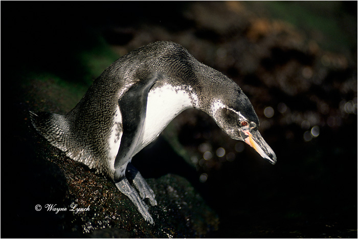 Galapagos Penguin 102 by Dr. Wayne Lynch &copy;