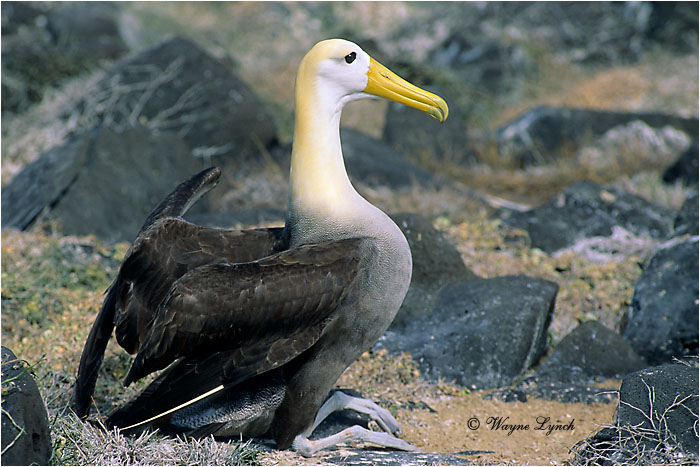Waved Albatross 101 by Dr. Wayne LYnch 