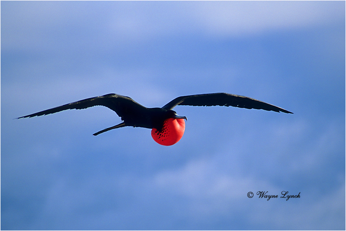 Magnificent Frigatebird 104 by Dr. Wayne Lynch &copy;