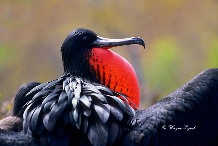 Magnificent Frigatebird 102 by Dr. Wayne Lynch &copy;