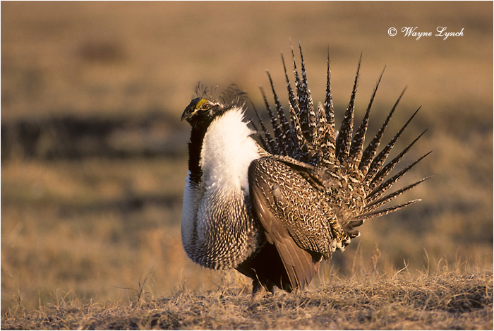 Greater Sage-grouse 104 by Dr. Wayne Lynch &copy;