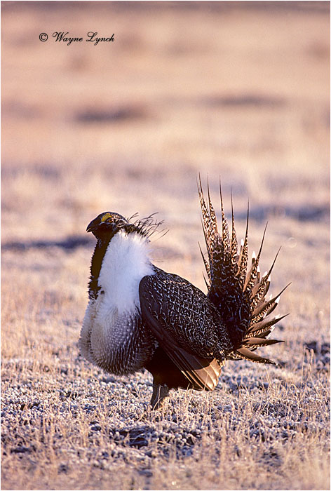 Greater Sage-grouse 107 by Dr. Wayne Lynch &copy;