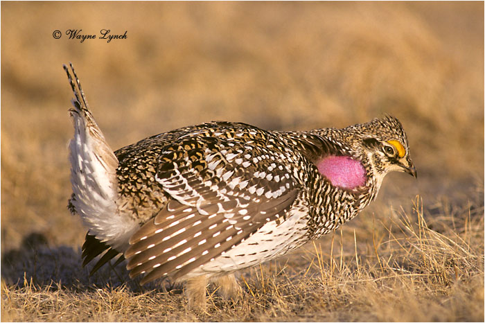 Sharp-tailed Grouse 102 by Dr. Wayne Lynch &copy;
