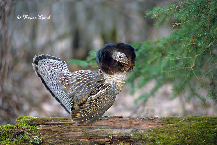 Ruffed Grouse 104 by Dr. Wayne Lynch &copy;