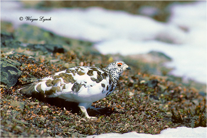 White-tailed Ptarmigan 101 by Dr. Wayne Lynch &copy;