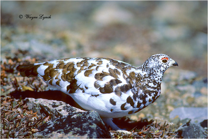 White-tailed Ptarmigan 102 by Dr. Wayne Lynch &copy;