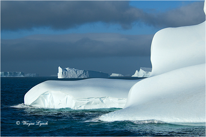 Antarctic Iceberg 101  by Dr. Wayne Lynch &copy;