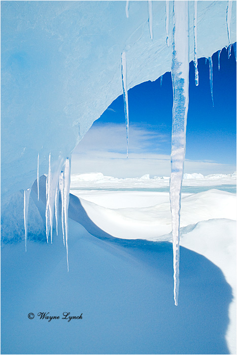 Antarctic Icicles 102 by Dr. Wayne Lynch &copy;