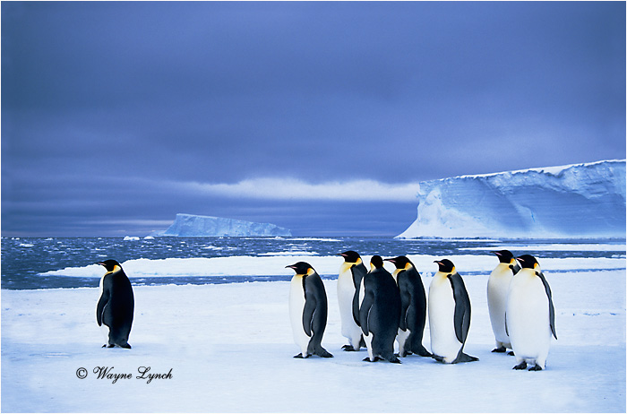 Emperor Penguin 105 by Dr. Wayne Lynch &copy;