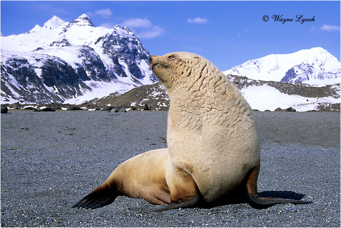 Antarctic Fur Seal 101 by Dr. Wayne Lynch &copy;