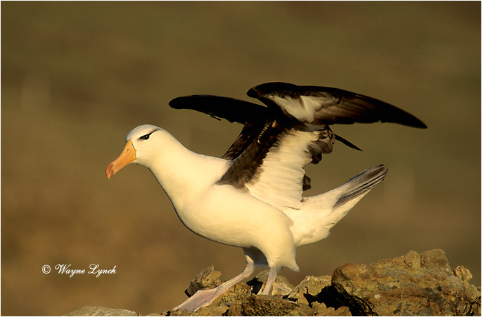 Black-browed Albatross 101 by Dr. Wayne Lynch &copy;