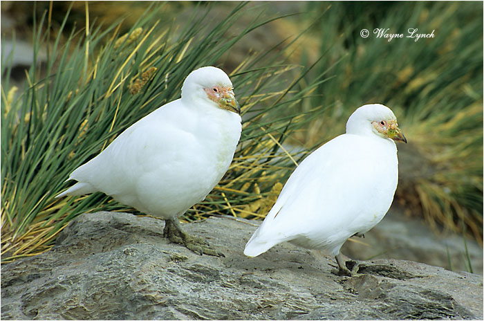 Snowy Sheathbill 101  by Dr. Wayne Lynch &copy;