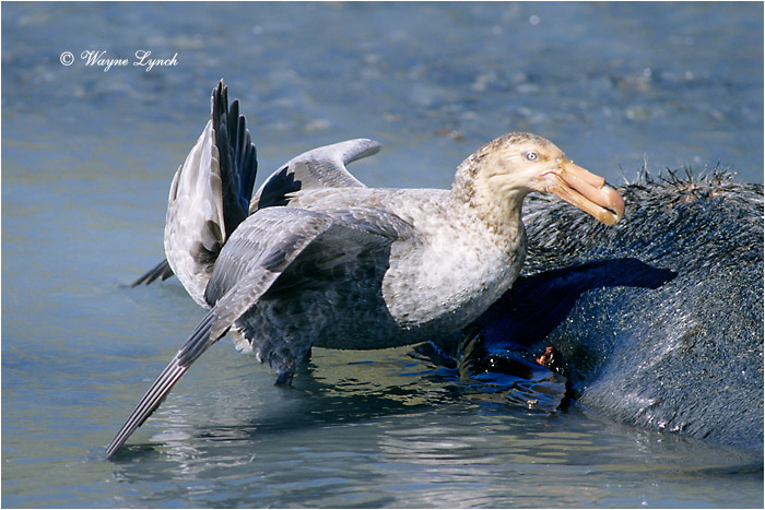 Southern Giant Petrel 102 by Dr. Wayne Lynch &copy;