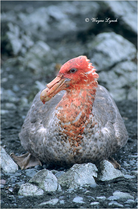 Southern Giant Petrel 103 by Dr. Wayne Lynch &copy;