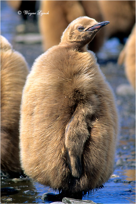 King Penguin 118  by Dr. Wayne Lynch &copy;