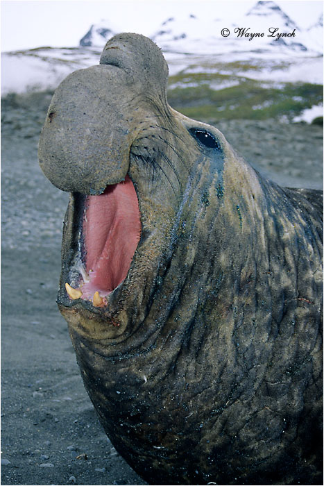 Southern Elephant Seal 104 by Dr. Wayne Lynch &copy;
