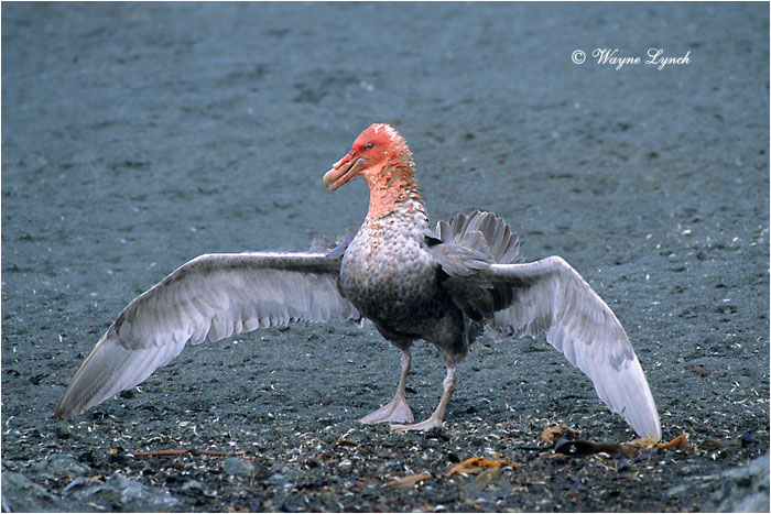 Southern Giant Petrel 104 by Dr. Wayne Lynch &copy;