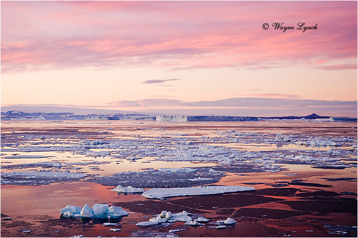 Antarctic Sound 101  by Dr. Wayne Lynch &copy;