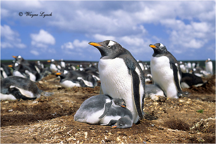 Gentoo Penguin 106  by Dr. Wayne  Lynch &copy;