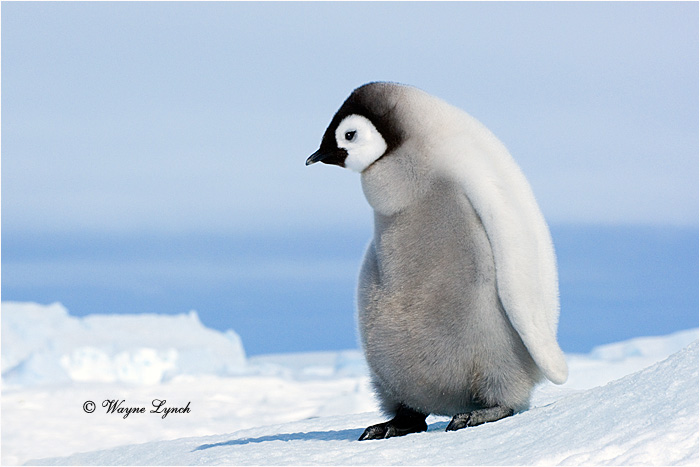 Emperor Penguin 147 by Dr. Wayne Lynch &copy;