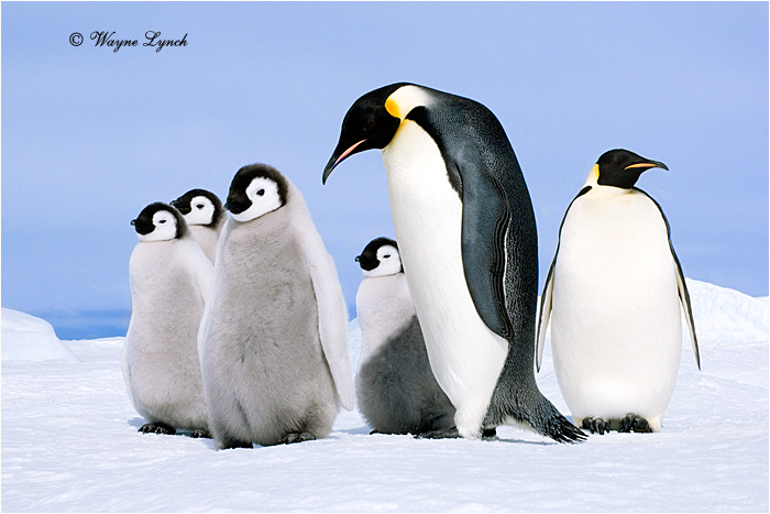 Emperor Penguin 148 by Dr. Wayne Lynch &copy;