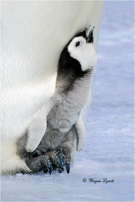 Emperor Penguin 144 by Dr. Wayne Lynch &copy;