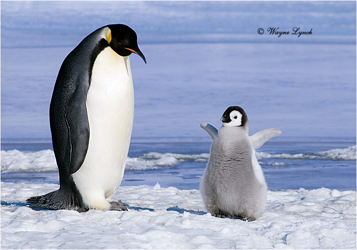 Emperor Penguin 145 by Dr. Wayne Lynch &copy;