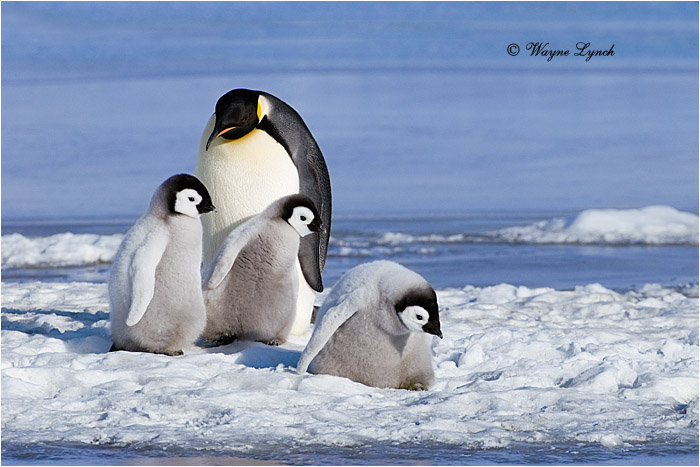 Emperor Penguin 147 by Dr. Wayne Lynch &copy;