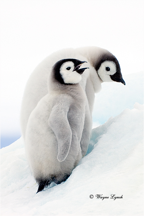 Emperor Penguin 149 by Dr. Wayne Lynch &copy;