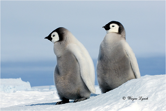 Emperor Penguin 146 by Dr. Wayne Lynch &copy;